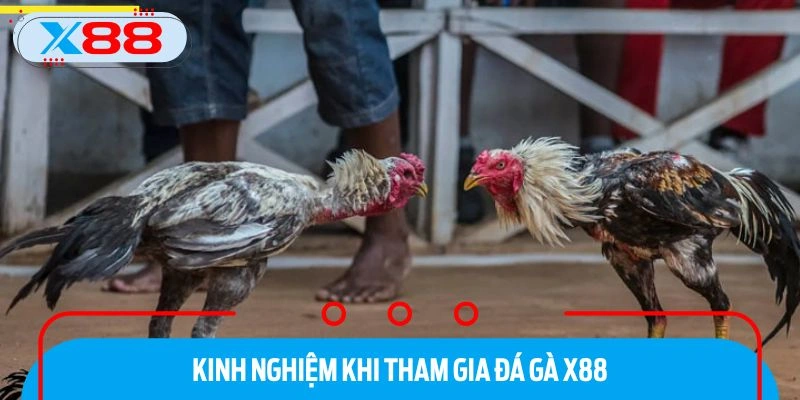 Các hình thức đá gà đặc sắc tại X88