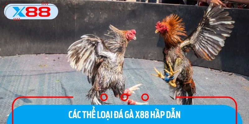 Lý do đá gà X88 thu hút đông đảo kê thủ